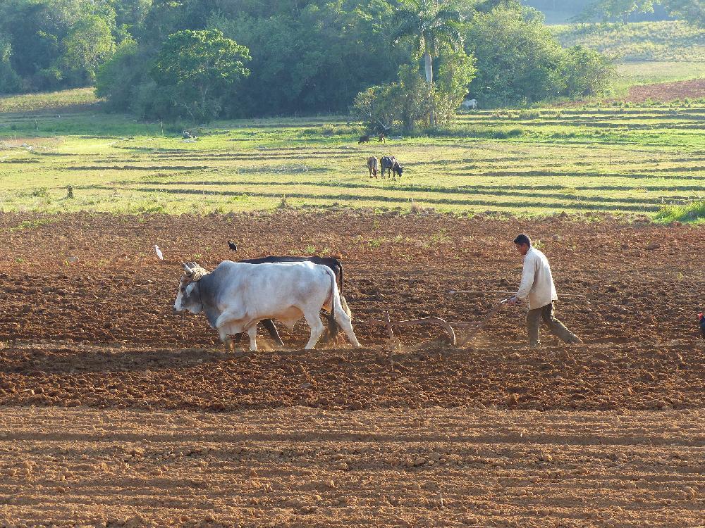 Cuba chez l'habitant