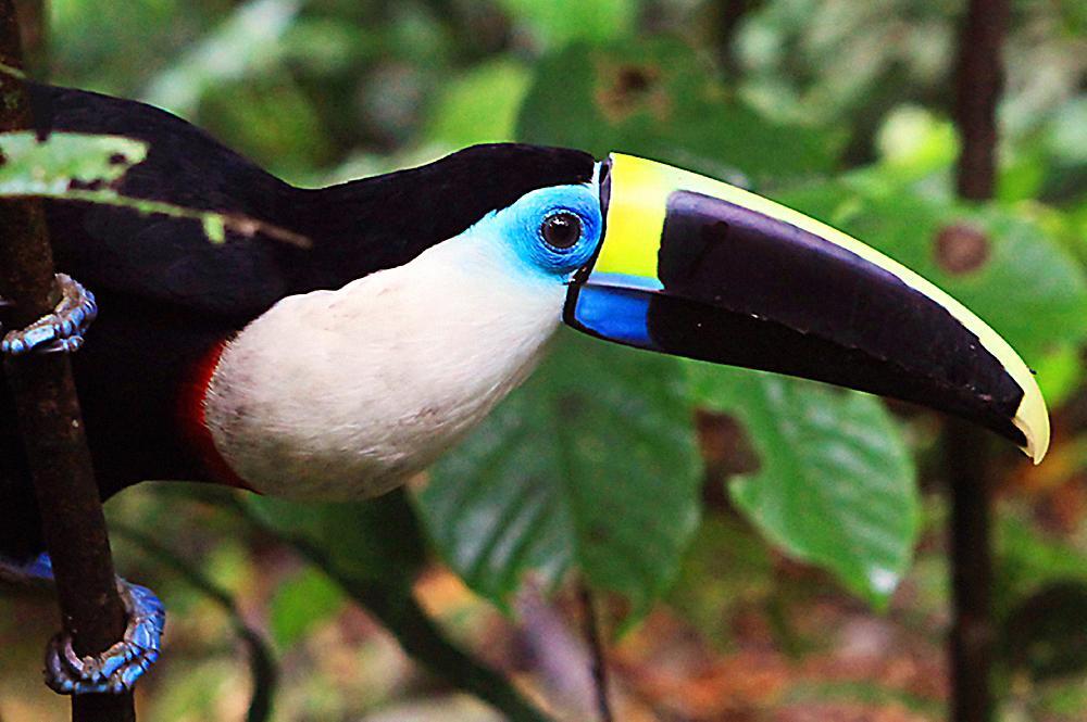 Amazonie : Parc de Yasuni
