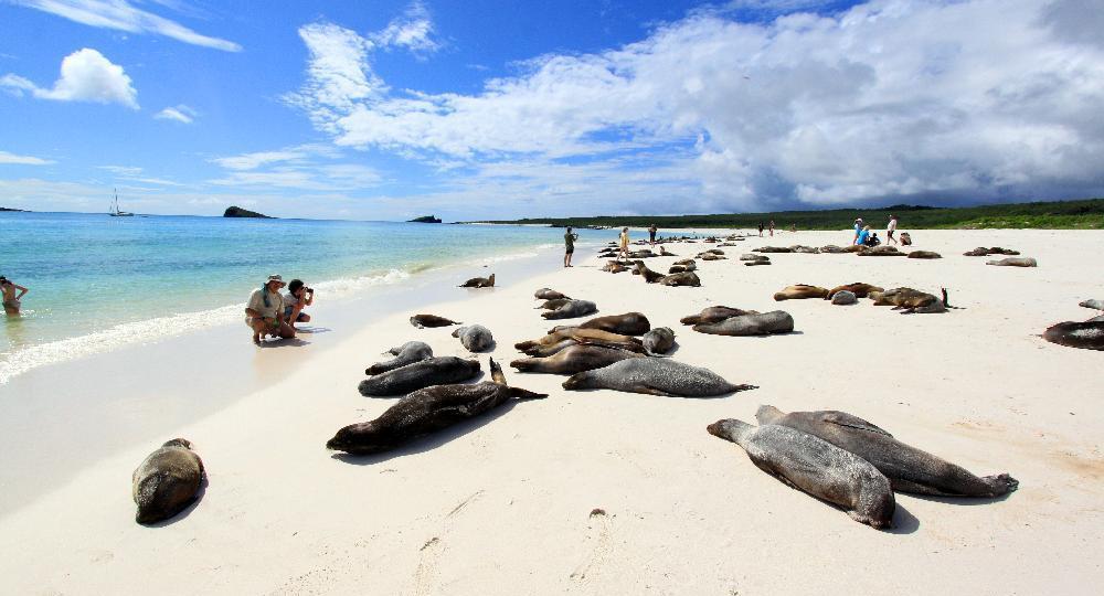 Circuit Croisière aux Galapagos