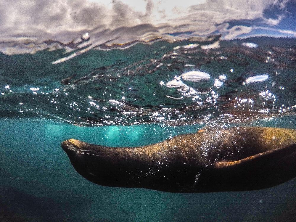 D'île en île aux Galapagos