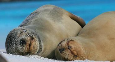 Voyage Equateur : Visiter les Iles Galapagos