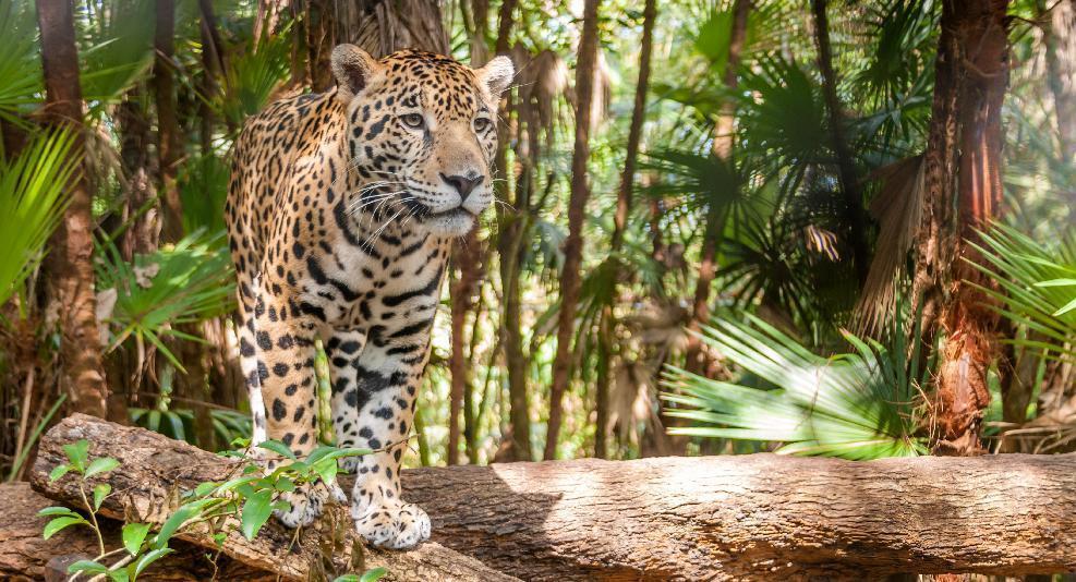 Circuit GUATEMALA – BELIZE, ENTRE JUNGLE MAYA ET CARAIBES