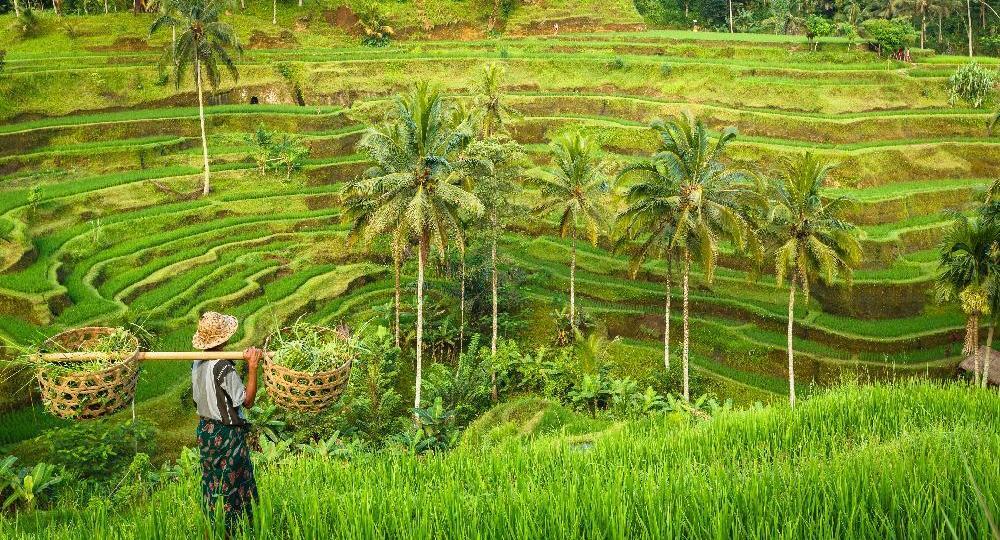 Circuit Bali en Famille