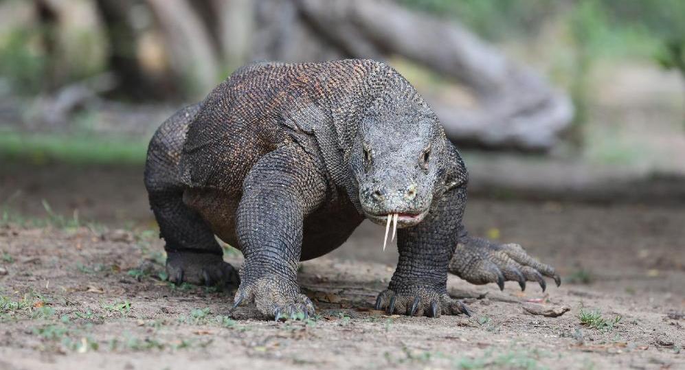 Circuit Iles Flores & Komodo