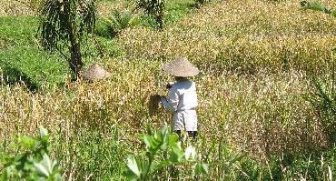 Visiter Bali traditionnel