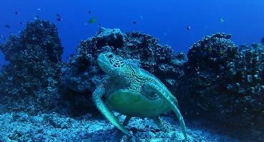 Visiter Zamami-jima