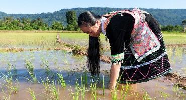 Voyage Laos : Visiter Udomxai