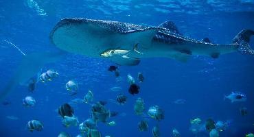 Visiter Isla Holbox