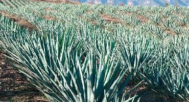 Visiter La route de la Tequila (UNESCO)