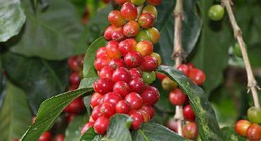 Voyage Nicaragua : Visiter Matagalpa