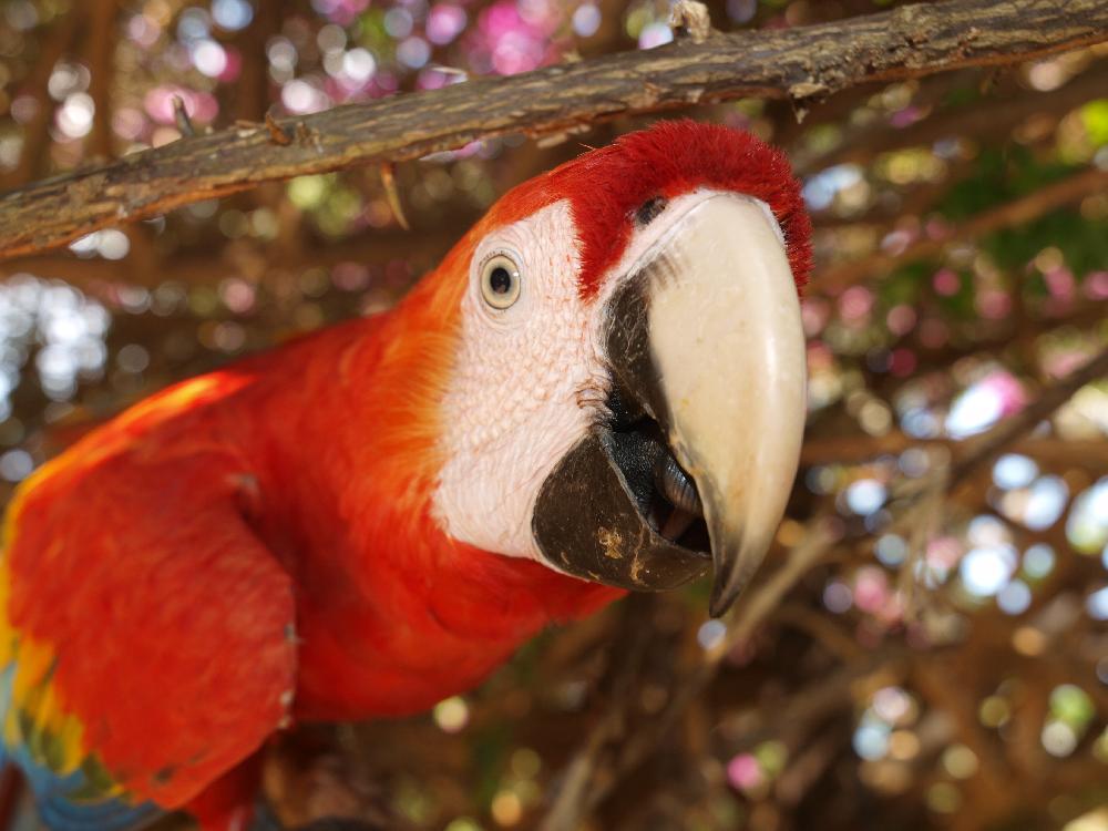 L'Amazonie à Puerto Maldonado