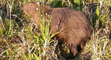 Esteros del Ibera