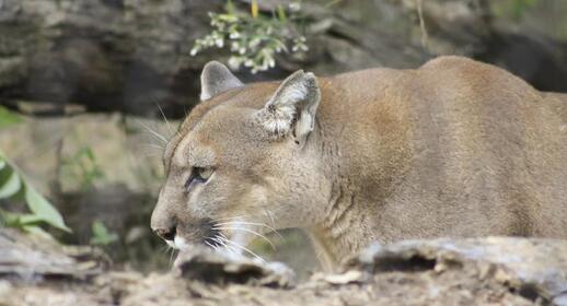 Visiter Zoo de Belize City