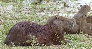 Pantanal : Campo Grande - Bonito