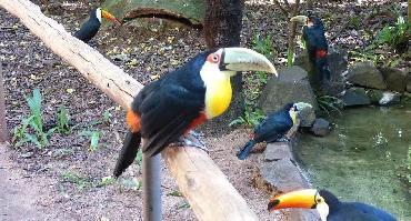 Visiter Parc des Oiseaux