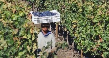Visiter Tour des vignobles de la vallée de Maipo