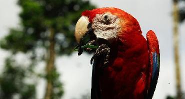 Circuit L'Amazonie en Lodge