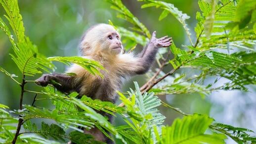 Visiter Parc National Manuel Antonio