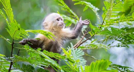 Visiter Randonnée dans la jungle (2h)