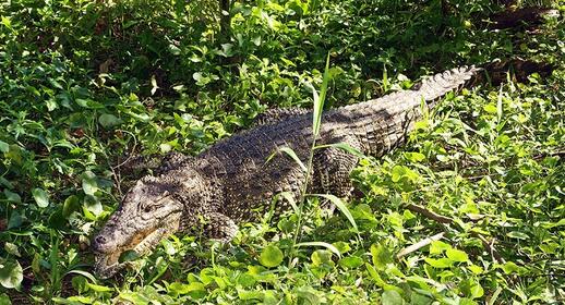 Visiter Ferme aux crocodiles