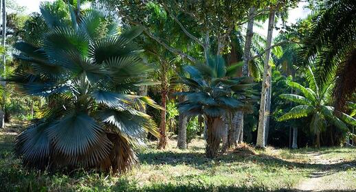 Visiter Jardin botanique