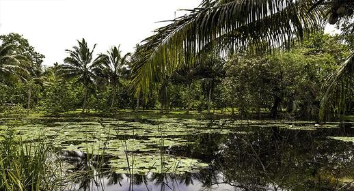 Visiter Réserve Cienaga de Zapata