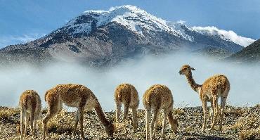 Les Andes : L'allée des volcans