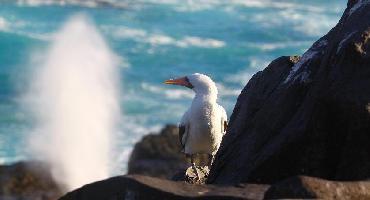 Visiter Croisière aux Galapagos