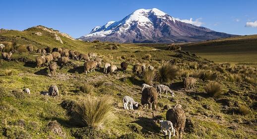 Visiter Parc National du Chimborazo