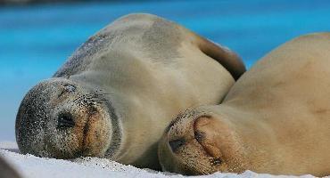 Voyage Equateur : Visiter les Iles Galapagos