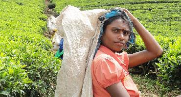 Visiter Route du thé : Kandy Nuwara Eliya