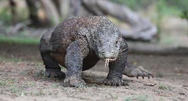 Iles Flores & Komodo