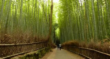 Visiter Quartier d'Arashiyama et sa Bambouseraie