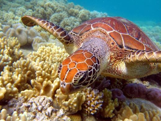 Visiter Akumal : tortues et fonds marins