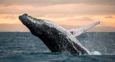 Visiter Lagune de San Ignacio (UNESCO) : observation des baleines (janvier à mars)
