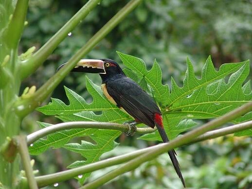 Visiter Observation des oiseaux