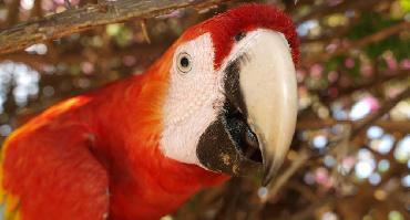 L'Amazonie à Puerto Maldonado