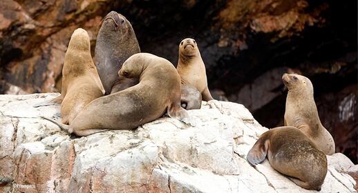 Visiter Iles Ballestas