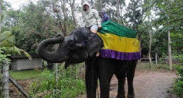 Visiter Balade à dos d’éléphant