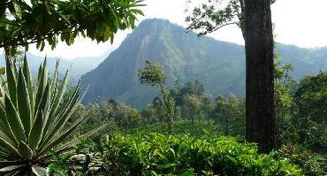 Visiter Ella : ascension du mini Adam’s Peak