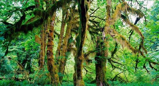 Visiter Forêt de Sinharaja (UNESCO)