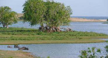 Visiter Safari dans le parc de Yala