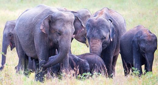 Visiter Safari dans le parc d’Udawalawe